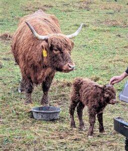 Newborn heifer calf Elm Hollow's Loretta with her dam Ban Diun of Legacy