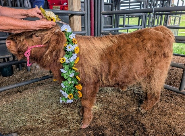 Elm Hollow's Kallie's Lass Highland Heifer calf in pasture