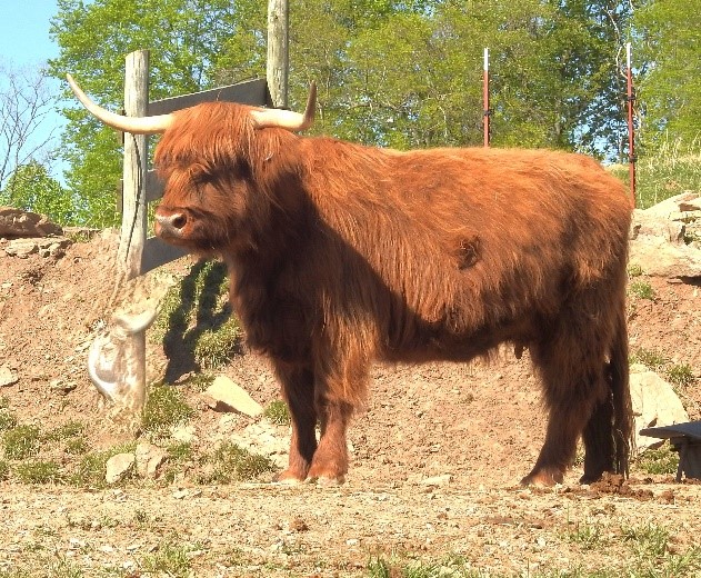 Pae's Ashes Raisinette