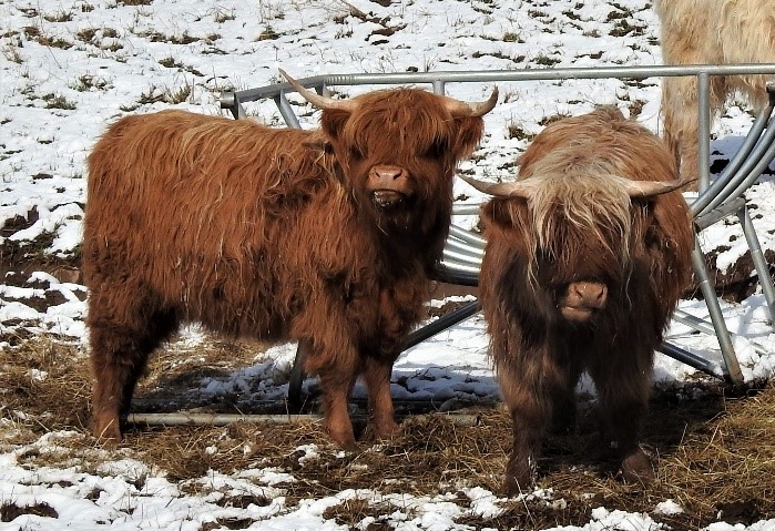 Two Highland cows standing near a hay feeder in light snow