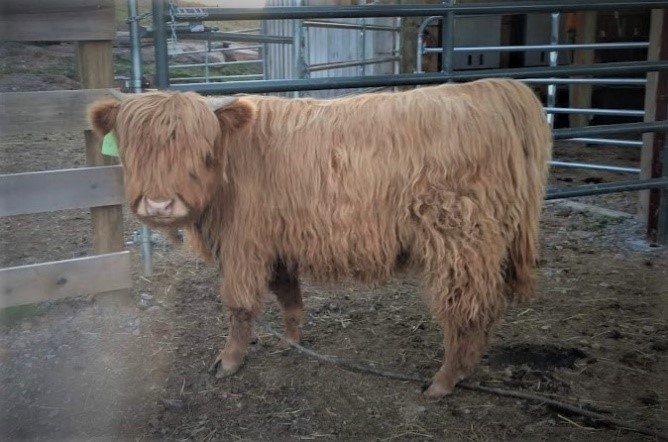 Highland calf in cattle handling facility