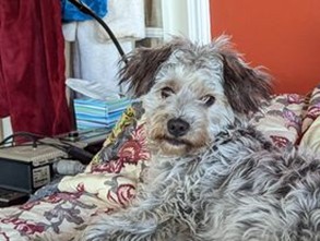 Foster dog Rascal when we got him