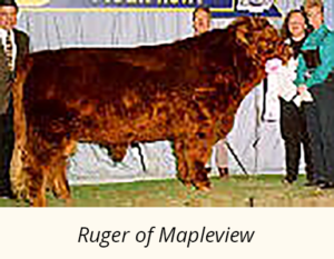 Ruger of Mapleview Highland Bull