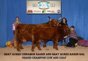 Shat Acres Cinnamon Raison Highland Cow and her son Raisin Hal Highland bull calf
