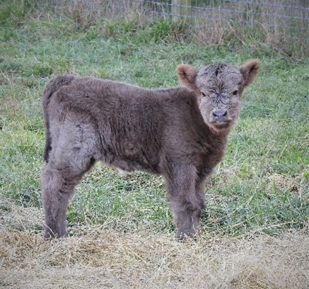 a silver highland calf relatively rare color