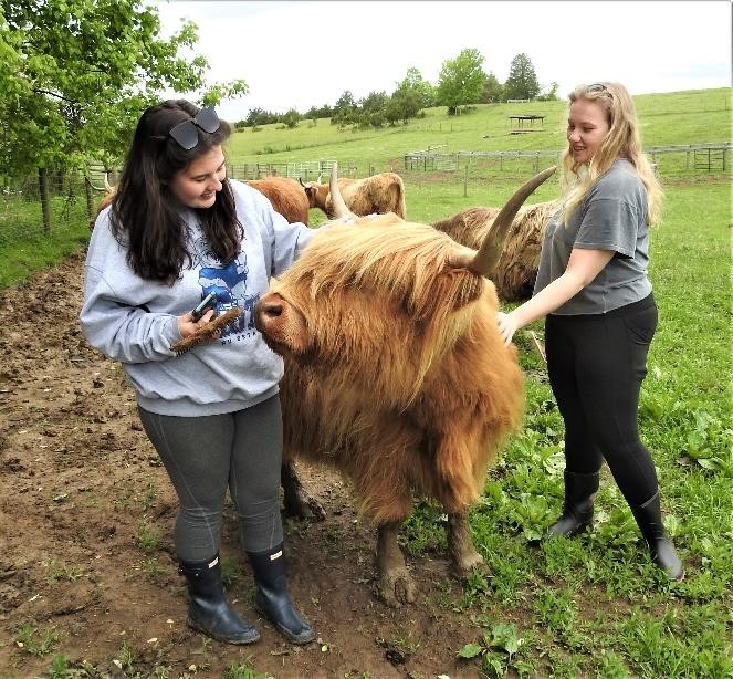 Farm tourists petting a Highland cow