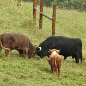Two Highland bulls demonstrating safe sparring to a young bull
