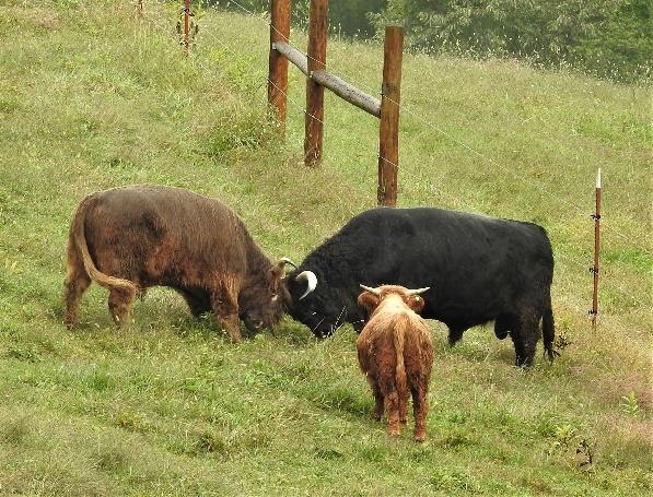 Two Highland bulls demonstrating safe sparring to a young bull