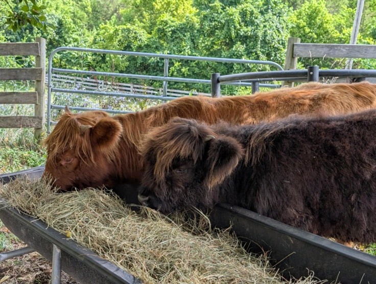 Niamh's birthday picture