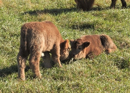 two highland calves playing in the field