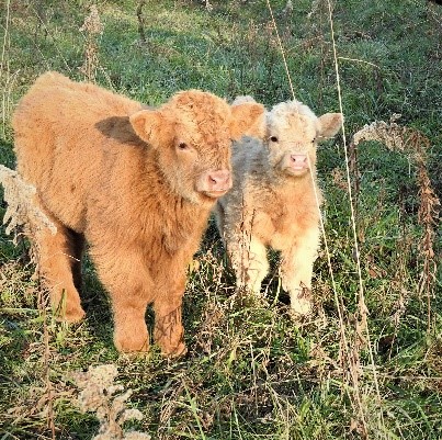 yellow and white highland calves in the pasture