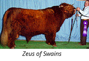 Zeus of Swains Highland Bull